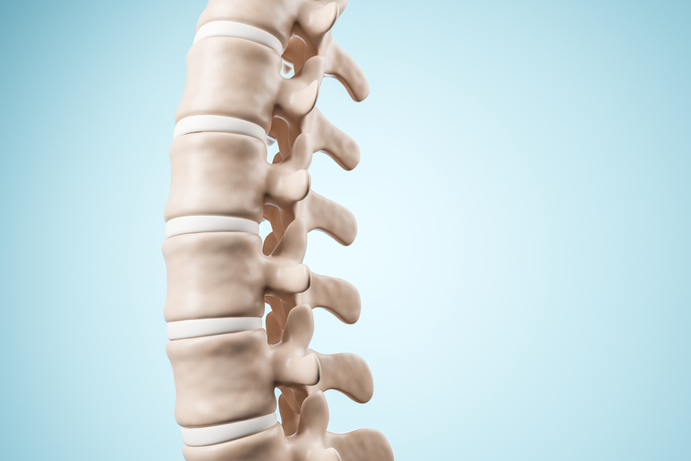 realistic human spine illustration isolated on blue background